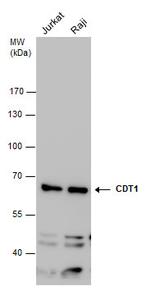 CDT1 Antibody in Western Blot (WB)