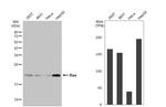Bax Antibody in Western Blot (WB)