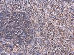 PKC theta Antibody in Immunohistochemistry (Paraffin) (IHC (P))
