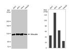 Vinculin Antibody in Western Blot (WB)