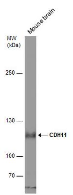CDH11 Antibody in Western Blot (WB)
