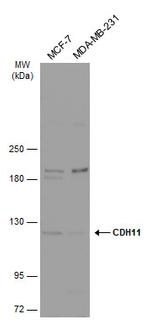 CDH11 Antibody in Western Blot (WB)