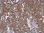 NPR3 Antibody in Immunohistochemistry (Paraffin) (IHC (P))