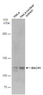 BACH1 Polyclonal Antibody