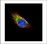 alpha Tubulin Antibody in Immunocytochemistry (ICC/IF)