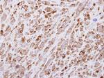 EGF Polyclonal Antibody