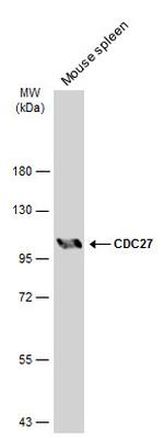 Cdc27 Polyclonal Antibody