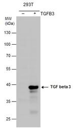 TGF beta-3 Polyclonal Antibody