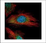 Phospho-TYK2 (Tyr1054, Tyr1055) Antibody in Immunocytochemistry (ICC/IF)