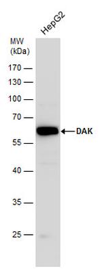 DAK Polyclonal Antibody
