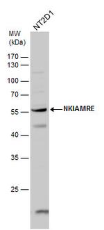 NKIAMRE Polyclonal Antibody