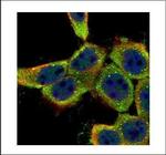 Lyn Antibody in Immunocytochemistry (ICC/IF)