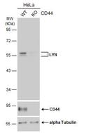 Lyn Antibody in Western Blot (WB)