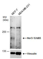 ErbB3 Polyclonal Antibody