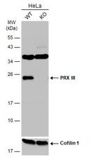 PRDX3 Antibody in Western Blot (WB)