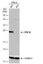 PRDX3 Antibody in Western Blot (WB)