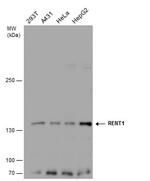 UPF1 Polyclonal Antibody