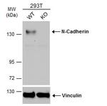 N-cadherin Antibody in Western Blot (WB)