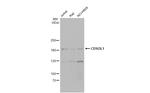 CD163L1 Polyclonal Antibody