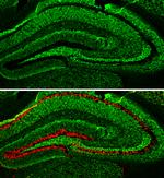 alpha Synuclein Antibody in Immunohistochemistry (Frozen) (IHC (F))