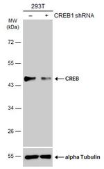 CREB Antibody in Western Blot (WB)