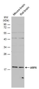 ARF6 Polyclonal Antibody