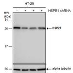 HSP27 Antibody in Western Blot (WB)