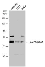 AMPK alpha-1 Polyclonal Antibody