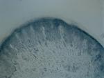 Tyrosine Hydroxylase Antibody in Immunohistochemistry (Frozen) (IHC (F))