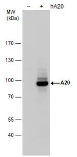 TNFAIP3 Polyclonal Antibody
