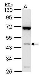 Bif1 Polyclonal Antibody
