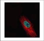 HDAC2 Antibody in Immunocytochemistry (ICC/IF)