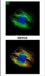 TUBA4A Antibody in Immunocytochemistry (ICC/IF)