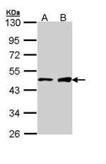 GATA1 Polyclonal Antibody