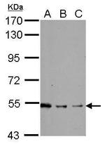 SHC Polyclonal Antibody