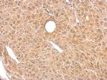 BACE1 Antibody in Immunohistochemistry (Paraffin) (IHC (P))