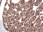 BACE1 Antibody in Immunohistochemistry (Paraffin) (IHC (P))