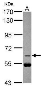 Phospho-Cdc25B (Ser187) Polyclonal Antibody