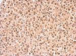 RXRB Antibody in Immunohistochemistry (Paraffin) (IHC (P))