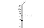 Apolipoprotein H Antibody in Western Blot (WB)
