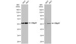 ERp57 Antibody in Western Blot (WB)