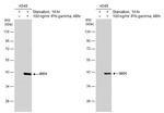 IDO Antibody in Western Blot (WB)