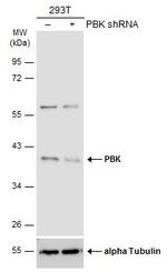 PBK Polyclonal Antibody