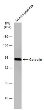 Gelsolin Antibody in Western Blot (WB)