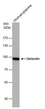 Gelsolin Antibody in Western Blot (WB)