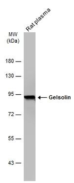 Gelsolin Antibody in Western Blot (WB)