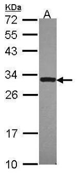 DcR3 Polyclonal Antibody