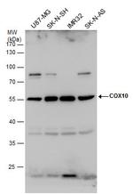 COX10 Polyclonal Antibody