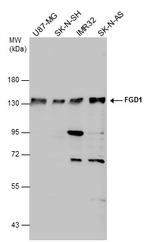 FGD1 Polyclonal Antibody