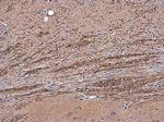 OMG Antibody in Immunohistochemistry (Paraffin) (IHC (P))